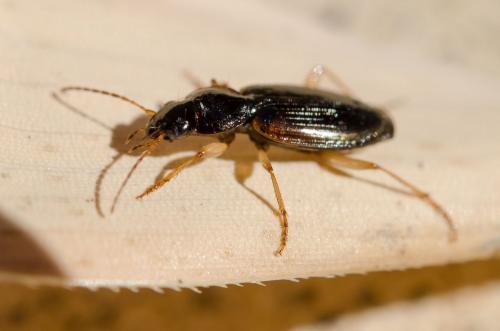Olisthopus sp.