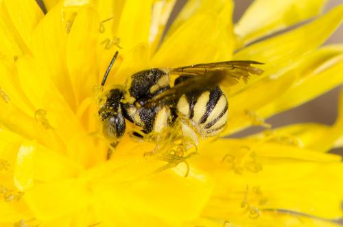 Anthidiellum sp.