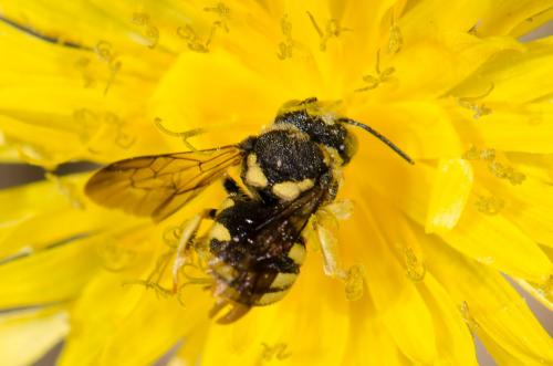 Anthidiellum sp.