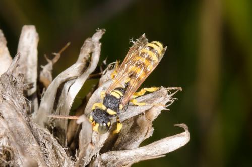 Cerceris sp.