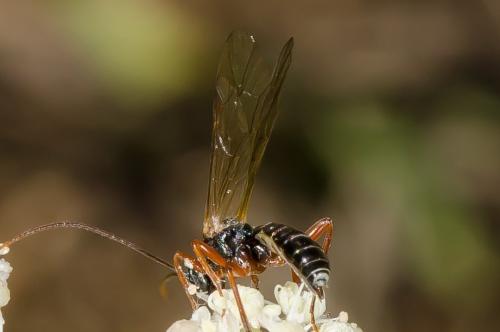 Dyspetes sp.