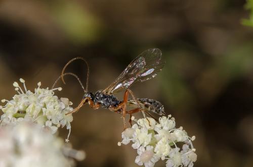 Dyspetes sp.