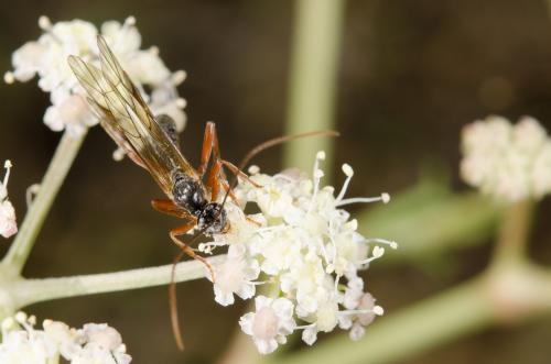 Dyspetes sp.