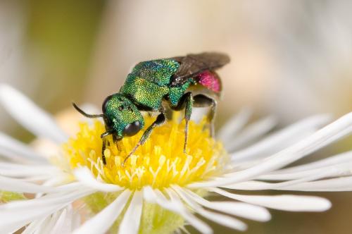 Hedychrum sp.
