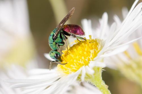 Hedychrum sp.