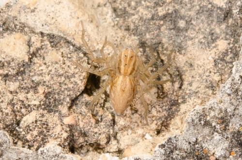 Réf. 151 829 : Oxyopes sp.