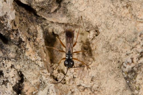 Réf. 151 954 : Agenioideus cinctellus