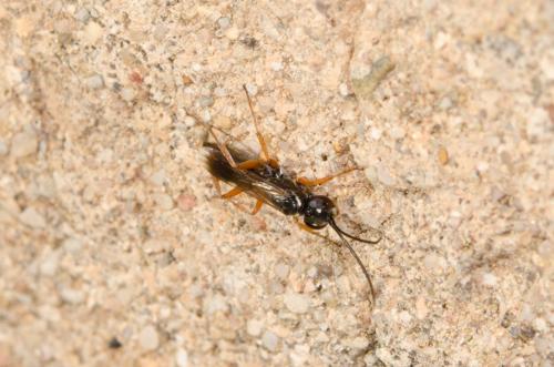 Réf. 151 955 : Agenioideus cinctellus