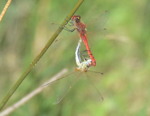 Sympetrum fonscolombii