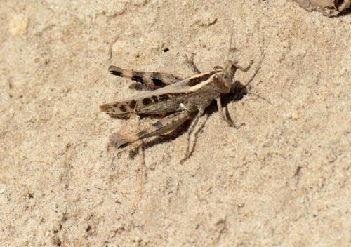 Réf. 151 213 : Heteracris sp.