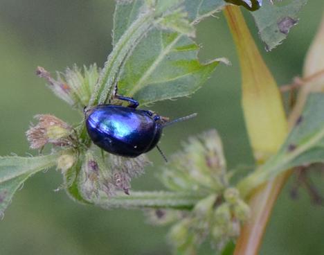 Chrysolina coerulans