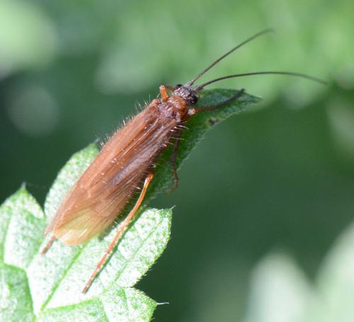 Réf. 151 896 : Chaetopteryx sp.