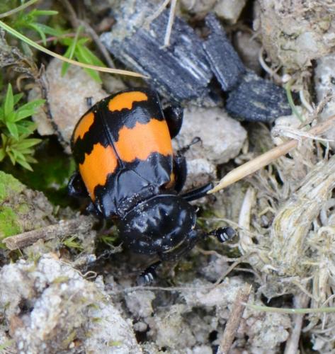 Réf. 151 238 : Nicrophorus vespilloides