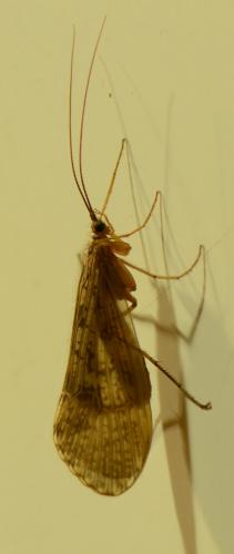 Réf. 151 823 : Halesus sp.