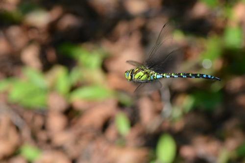 Aeshna cyanea