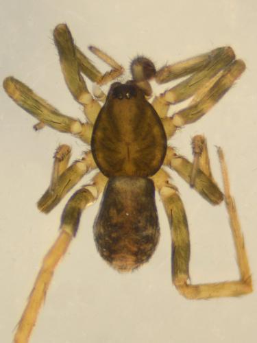 Réf. 151 189 : Agroeca cuprea
