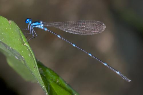 Risiocnemis sp.