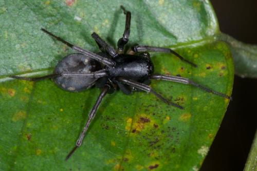 Mallinella sp.