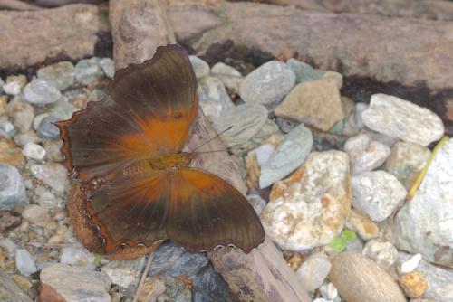 Rhinopalpa polynice