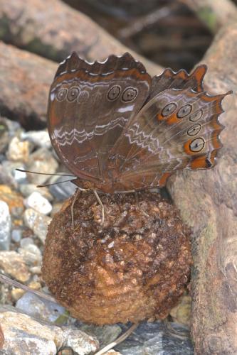 Rhinopalpa polynice