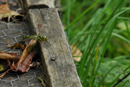 Aeshna cyanea