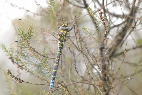 Aeshna cyanea