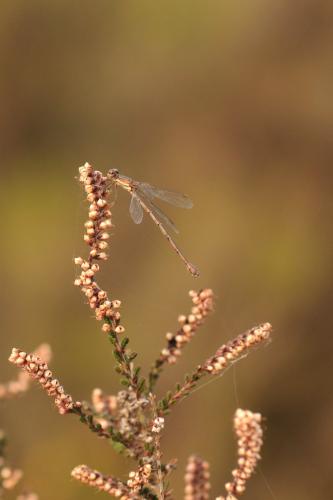 Chalcolestes viridis