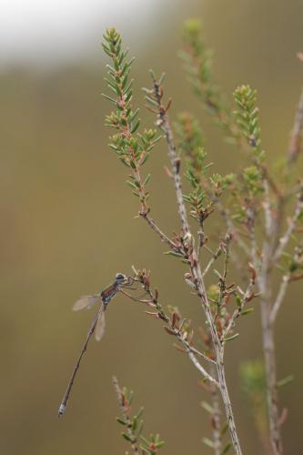Lestes virens