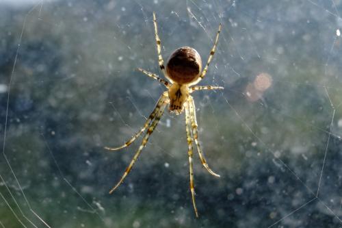 Metellina sp.