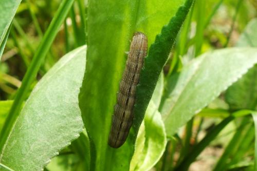 Réf. 151 433 : Mythimna sp.