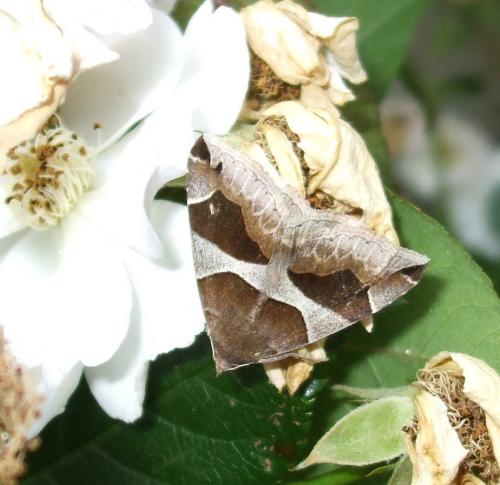 Dysgonia algira