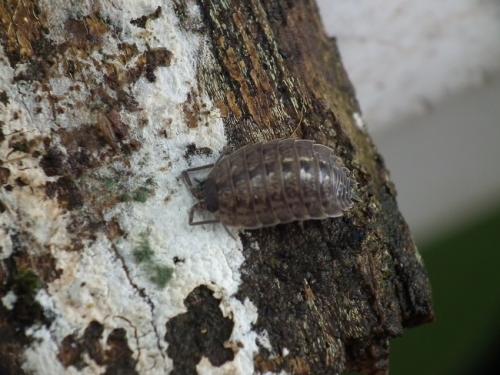Porcellio monticola