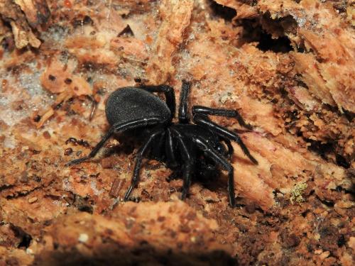 Réf. 151 993 : Pireneitega segestriformis