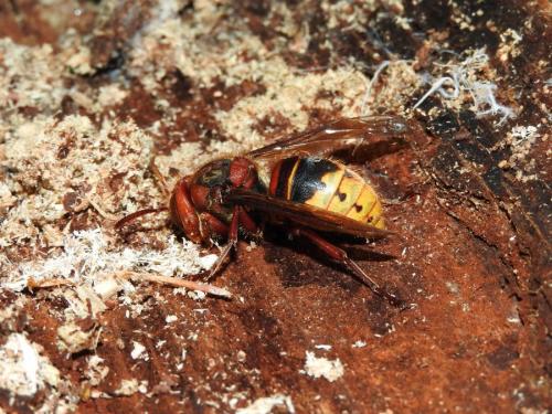 Réf. 151 983 : Vespa crabro