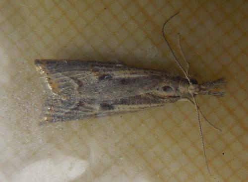 Agriphila geniculea