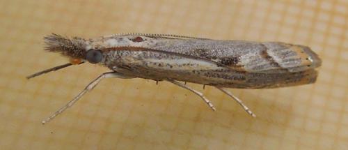 Réf. 151 898 : Agriphila geniculea