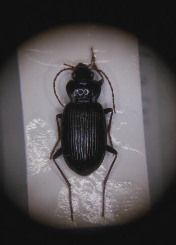 Réf. 151 928 : Nebria brevicollis