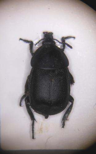 Réf. 151 930 : Ablattaria laevigata