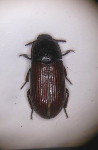 Uloma culinaris