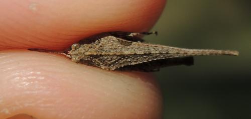 Tetrix bolivari