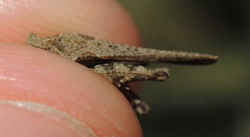 Tetrix bolivari