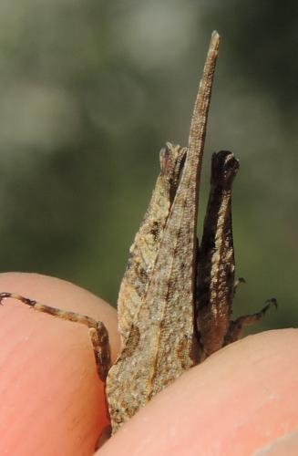 Tetrix bolivari