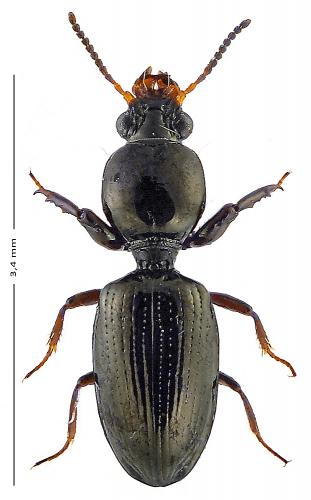 Réf. 151 504 : Dyschiriodes intermedius