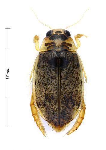 Eretes griseus