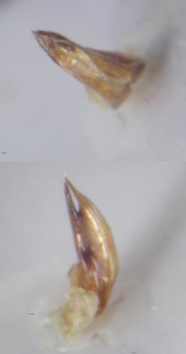 Quedius auricomus