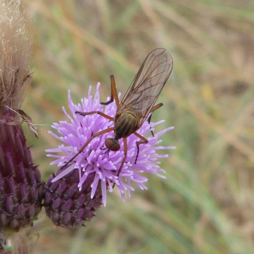 Empis livida