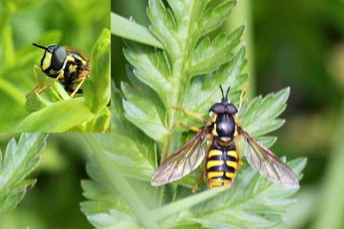 Réf. 151 164 : Chrysotoxum cautum
