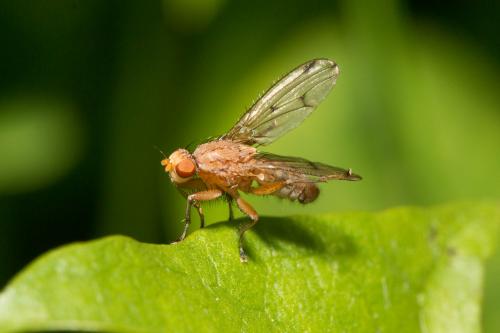 Suillia sp.