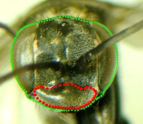 Episyron rufipes