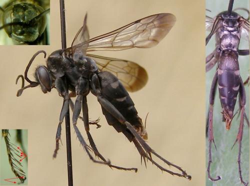 Episyron rufipes